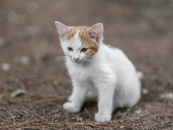 Discovering Cornwall"s Best Dog-Friendly Beaches for Summer Adventures!