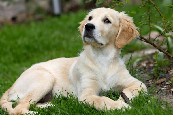 Ultimate Guide: How to Create the Perfect Housetraining Schedule for Your Toy Poodle Puppy